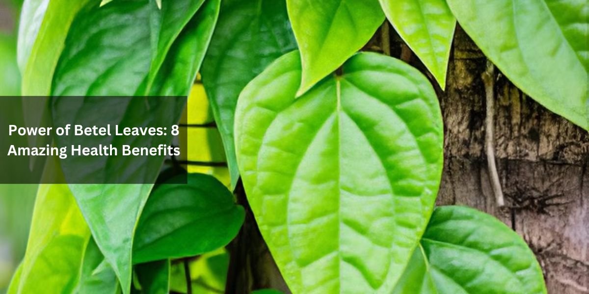 Power of Betel Leaves: 8 Amazing Health Benefits